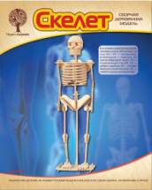 Сборная деревянная модель Чудо-Дерево Скелет человека (3 пластины)